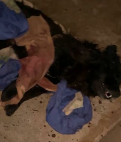 Imagem da notícia Ataques de pitbull geram pânico e denúncias em Costa Rica; Um deles pulou o muro e matou cachorro de vizinha